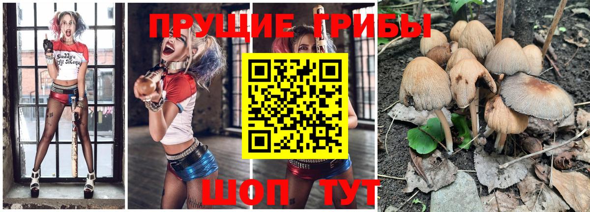 Псилоцибиновые грибы Cubensis Владикавказ